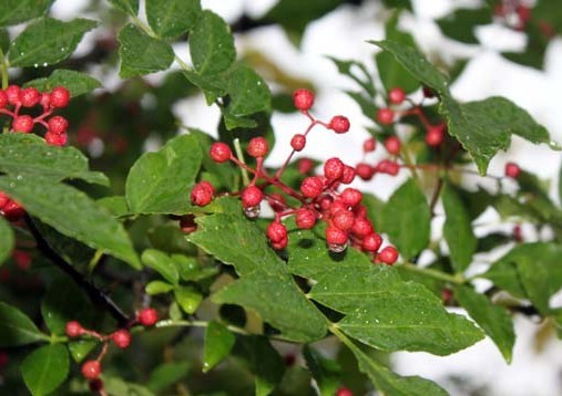 Zanthoxylum simulans seed Szechuan Pepper 